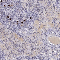 Invitrogen GPR174 Polyclonal Antibody 100 &mu;L; Unconjugated:Antibodies,