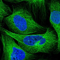 Invitrogen SEPT12 Polyclonal Antibody 100 &mu;L; Unconjugated:Antibodies,