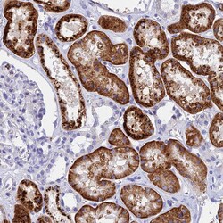 Invitrogen ADAMTS13 Polyclonal Antibody 100 &mu;L; Unconjugated:Antibodies,