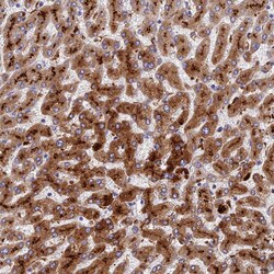 Invitrogen ADAMTS13 Polyclonal Antibody 100 &mu;L; Unconjugated:Antibodies,