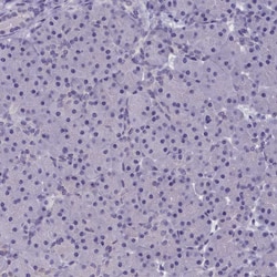 Invitrogen AMID Polyclonal Antibody 100 &mu;L; Unconjugated:Antibodies,