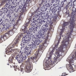 Invitrogen AMID Polyclonal Antibody 100 &mu;L; Unconjugated:Antibodies,