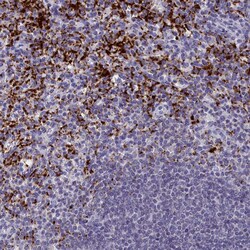 Invitrogen AMID Polyclonal Antibody 100 &mu;L; Unconjugated:Antibodies,
