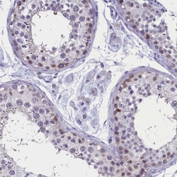 Invitrogen AMID Polyclonal Antibody 100 &mu;L; Unconjugated:Antibodies,