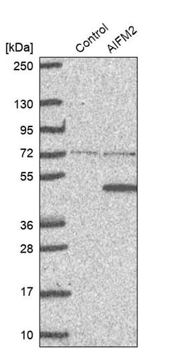 Invitrogen AMID Polyclonal Antibody:Antibodies:Primary Antibodies
