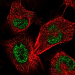 Invitrogen SAP30BP Polyclonal Antibody 100 &mu;L; Unconjugated:Antibodies,