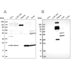 Invitrogen REXO1 Polyclonal Antibody 100 &mu;L | Buy Online | Invitrogen&trade; | Fisher Scientific