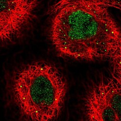 Invitrogen THOC3 Polyclonal Antibody 100 &mu;L; Unconjugated:Antibodies,