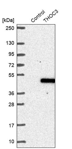 Invitrogen THOC3 Polyclonal Antibody 100 &mu;L; Unconjugated:Antibodies,