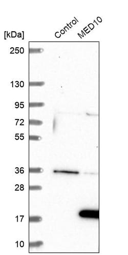Invitrogen MED10 Polyclonal Antibody 100 &mu;L; Unconjugated:Antibodies,
