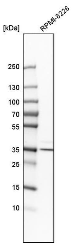 Biliverdin Reductase Polyclonal Antibody, Invitrogen 100 &mu;L; Unconjugated:Antibodies,