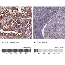 Invitrogen DCI Polyclonal Antibody 100 &mu;L; Unconjugated:Antibodies,