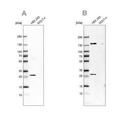 Invitrogen DCI Polyclonal Antibody 100 &mu;L; Unconjugated:Antibodies,