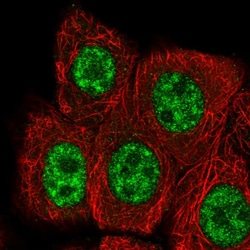 Invitrogen RBBP6 Polyclonal Antibody 100 &mu;L; Unconjugated:Antibodies,