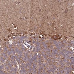 Invitrogen IL17RD Polyclonal Antibody:Antibodies:Primary Antibodies