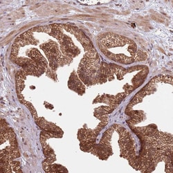 Invitrogen IL17RD Polyclonal Antibody:Antibodies:Primary Antibodies