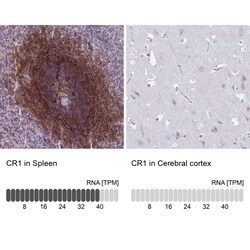 Invitrogen CD35 Polyclonal Antibody 100 μL; Unconjugated:Antibodies,