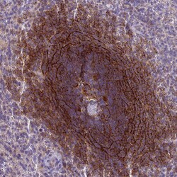 Invitrogen CD35 Polyclonal Antibody 100 μL; Unconjugated:Antibodies,