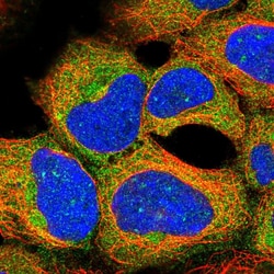 Invitrogen PRAS40 Polyclonal Antibody 100 &mu;L; Unconjugated:Antibodies,