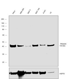 Invitrogen PRAS40 Polyclonal Antibody 100 &mu;L; Unconjugated:Antibodies,