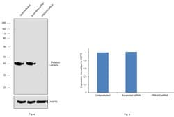 Invitrogen PRAS40 Polyclonal Antibody 100 &mu;L; Unconjugated:Antibodies,