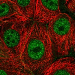 Invitrogen PAF1 Polyclonal Antibody 100 μL; Unconjugated:Antibodies,
