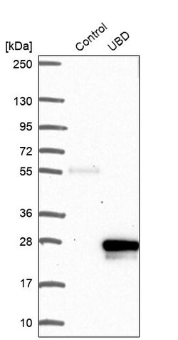 Invitrogen UBD Polyclonal Antibody 100 &mu;L; Unconjugated:Antibodies,