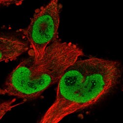 Invitrogen TrxR1 Polyclonal Antibody 100 &mu;L; Unconjugated:Antibodies,
