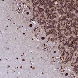Invitrogen SART3 Polyclonal Antibody 100 μL; Unconjugated:Antibodies,