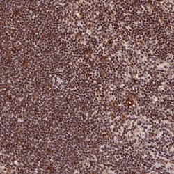 Invitrogen CGBP Polyclonal Antibody 100 &mu;L; Unconjugated:Antibodies,