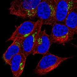 Invitrogen NPY Polyclonal Antibody 100 μL; Unconjugated:Antibodies,