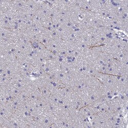 Invitrogen NPY Polyclonal Antibody 100 μL; Unconjugated:Antibodies,