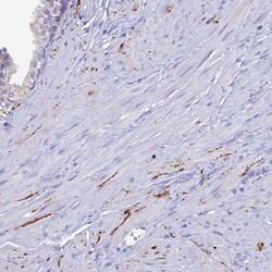 Invitrogen NPY Polyclonal Antibody 100 μL; Unconjugated:Antibodies,