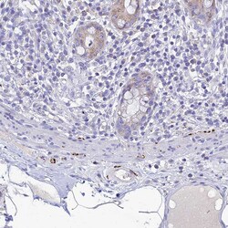 Invitrogen NPY Polyclonal Antibody 100 μL; Unconjugated:Antibodies,