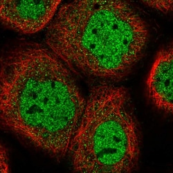 Invitrogen HS6ST1 Polyclonal Antibody 100 μL; Unconjugated:Antibodies,