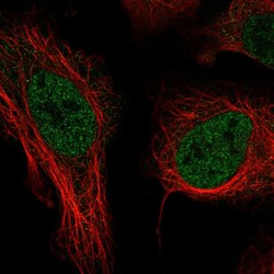 Invitrogen THOC3 Polyclonal Antibody:Antibodies:Primary Antibodies