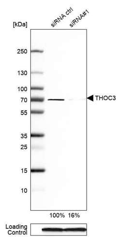 Invitrogen THOC3 Polyclonal Antibody:Antibodies:Primary Antibodies