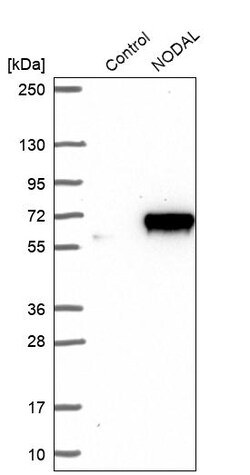 Invitrogen Nodal Polyclonal Antibody 100 &mu;L | Buy Online | Invitrogen&trade; | Fisher Scientific