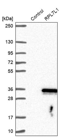 Invitrogen RPL7L1 Polyclonal Antibody 100 &mu;L; Unconjugated:Antibodies,