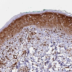 Invitrogen MRGPRE Polyclonal Antibody 100 &mu;L; Unconjugated:Antibodies,