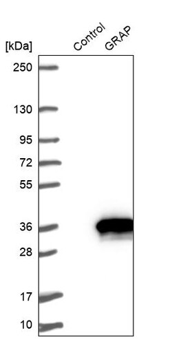 Invitrogen GRAP Polyclonal Antibody 100 &mu;L; Unconjugated:Antibodies,