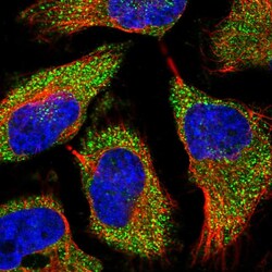 Invitrogen TREX1 Polyclonal Antibody:Antibodies:Primary Antibodies