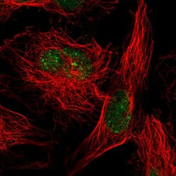 Invitrogen SUMO2 Polyclonal Antibody 100 &mu;L; Unconjugated:Antibodies,