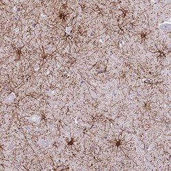 Invitrogen RanBP16 Polyclonal Antibody:Antibodies:Primary Antibodies