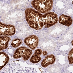 Invitrogen Lysozyme Polyclonal Antibody 100 &mu;L; Unconjugated:Antibodies,