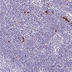 Invitrogen Lysozyme Polyclonal Antibody 100 &mu;L; Unconjugated:Antibodies,