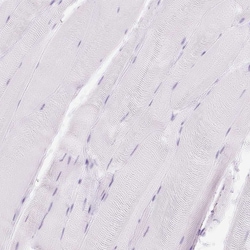 Invitrogen Lysozyme Polyclonal Antibody 100 &mu;L; Unconjugated:Antibodies,