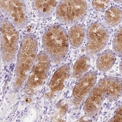 Invitrogen Lysozyme Polyclonal Antibody 100 &mu;L; Unconjugated:Antibodies,
