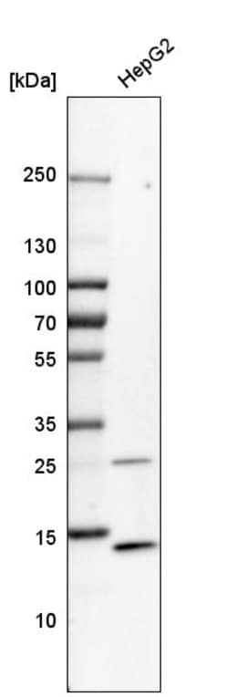 Invitrogen Lysozyme Polyclonal Antibody 100 &mu;L; Unconjugated:Antibodies,