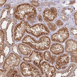 Invitrogen GNS Polyclonal Antibody 100 &mu;L; Unconjugated:Antibodies,